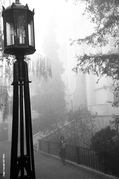 Fog_Fac_Glade