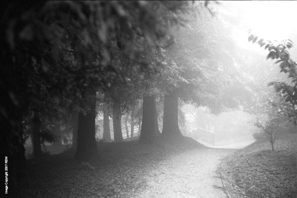 Fog_Redwood_Grove