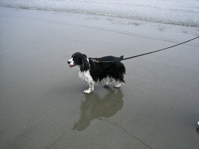 Harry @ the beach, NS