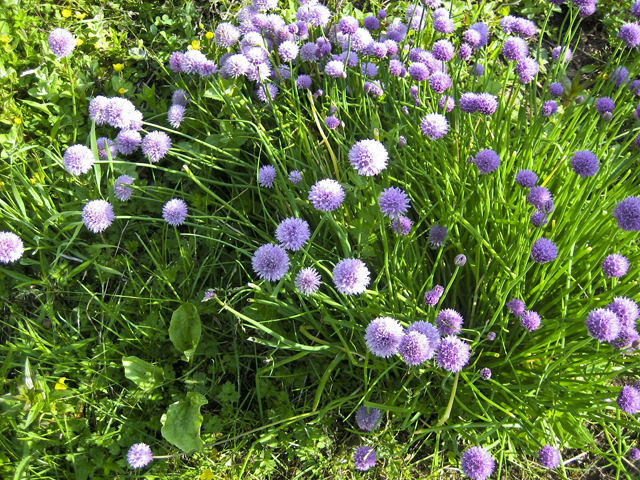 Chives, Oakland, NS