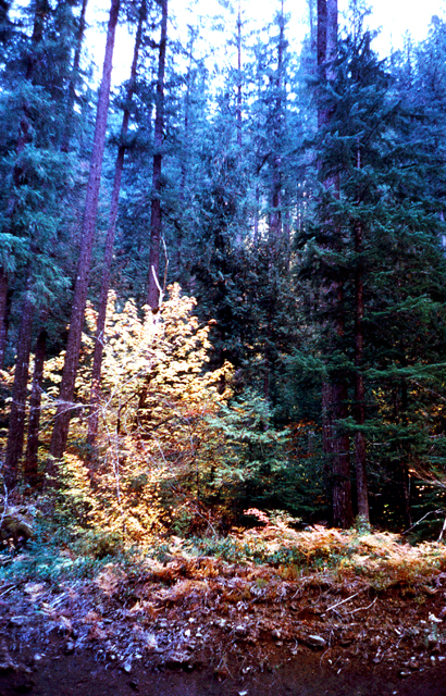 18-Fall-Color