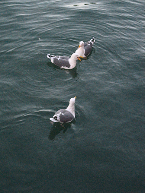 06a-Gulls