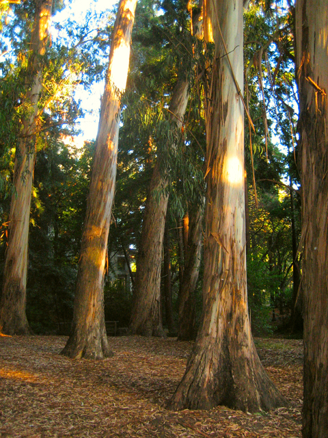 30b-Cal_Eucalyptus_Grove
