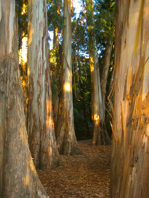 30d-Cal_Eucalyptus_Grove