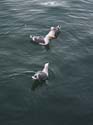 06a-Gulls