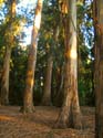 30b-Cal_Eucalyptus_Grove