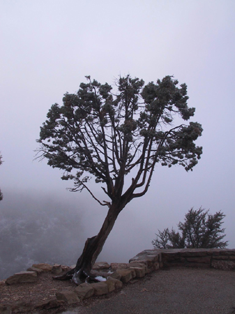 Tree in the fog