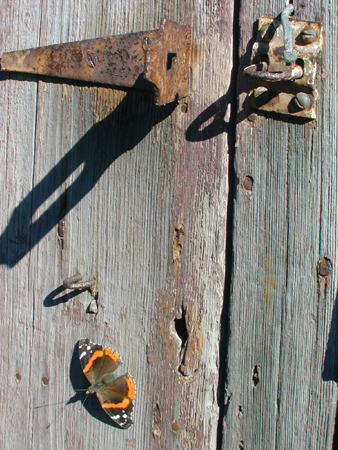 Butterfly on door