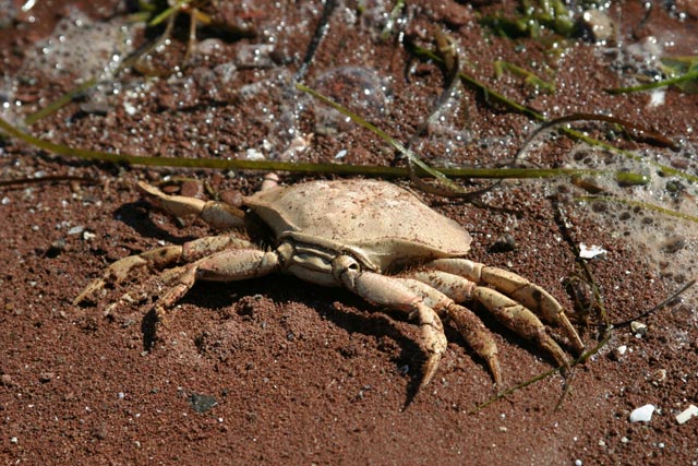 Crab