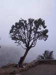 Tree in the fog