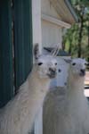 Llamas