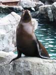 Seal