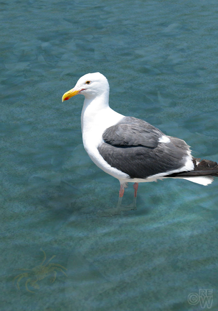 Gull & crab