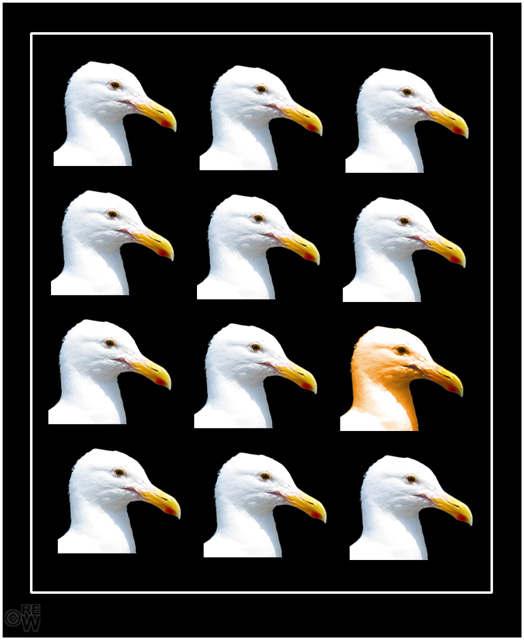 12 Gull poster