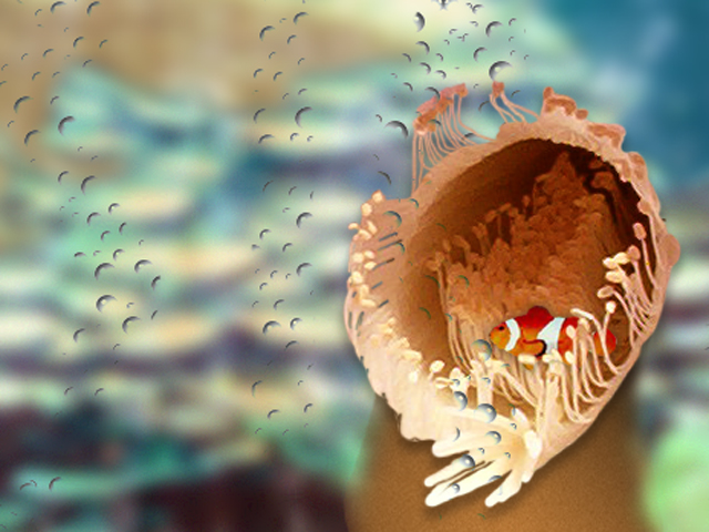 Sea Anemone