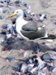 Gull & mussels