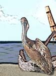 Pelican & anchor