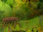 bug