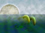 Banana Dolphins